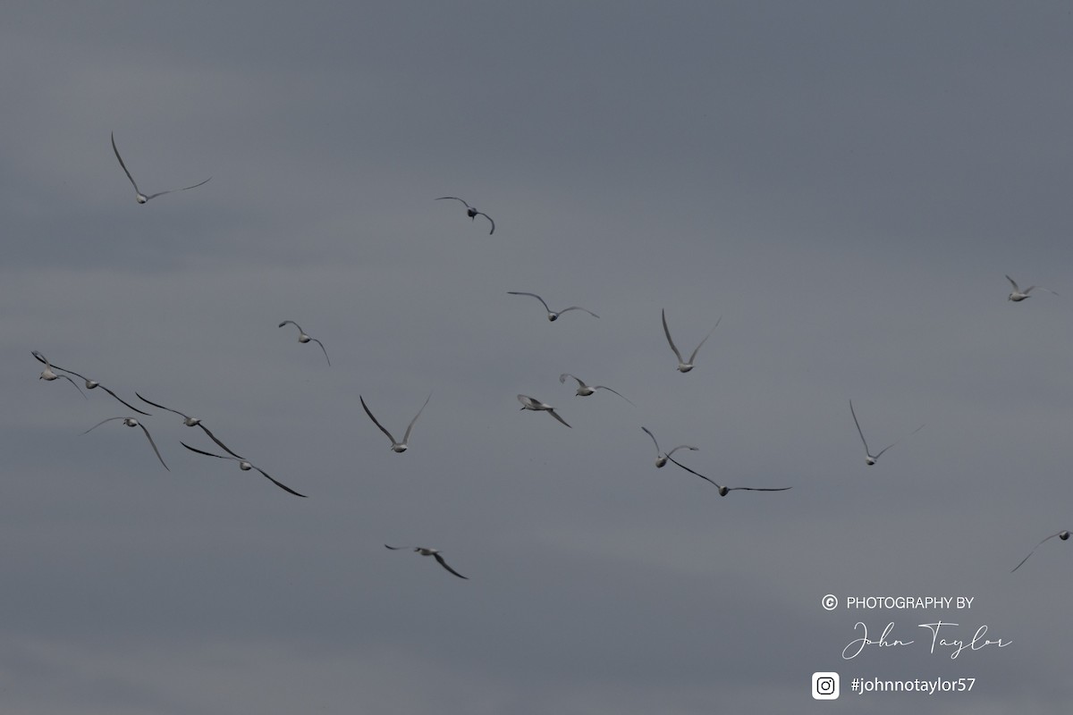 Common Tern - ML634806721