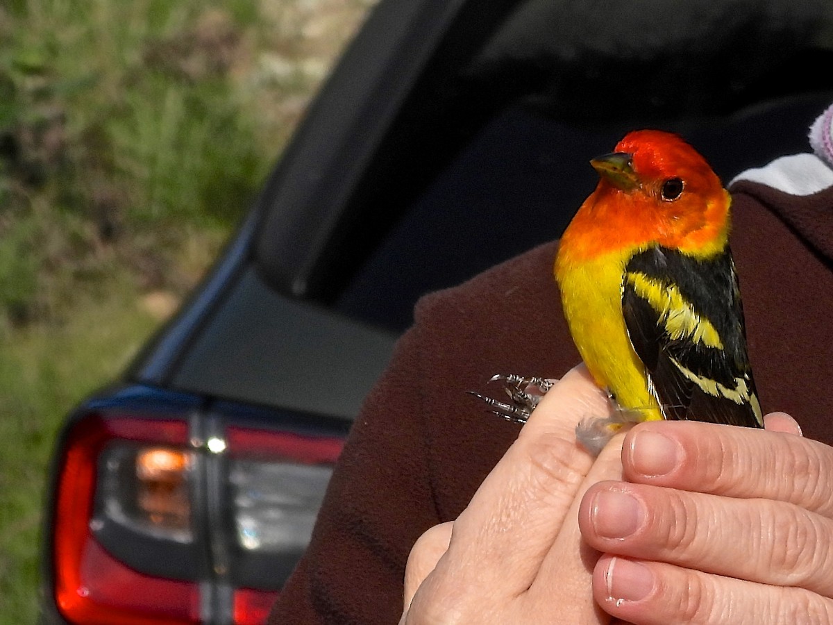 Western Tanager - ML634806795