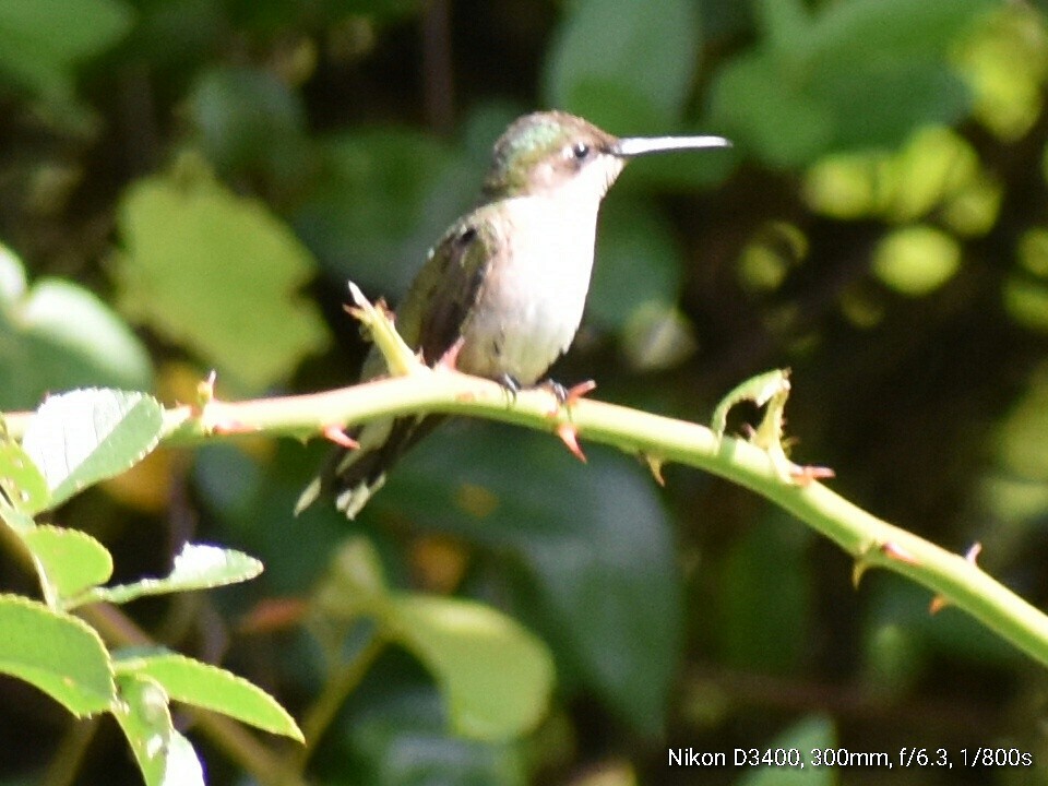 Colibri à gorge rubis - ML63480681