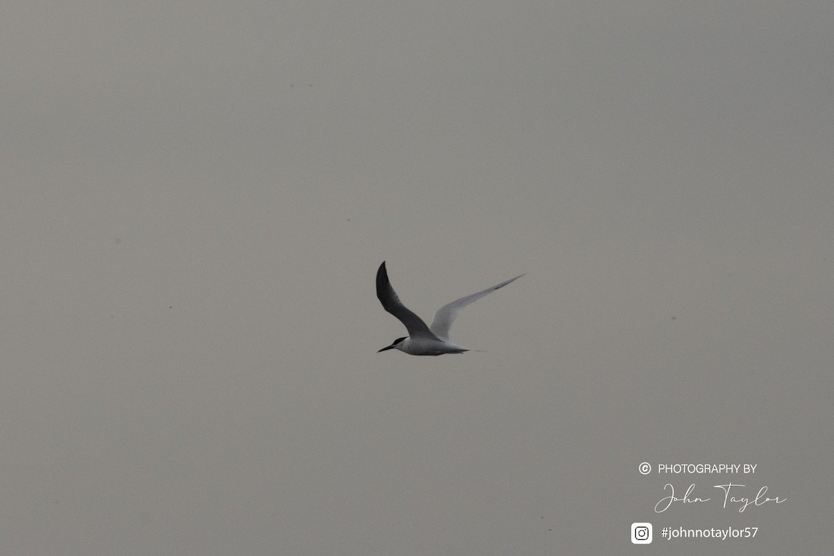 Sandwich Tern - ML634806819