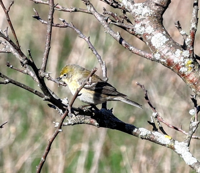 Pine Warbler - ML634806826