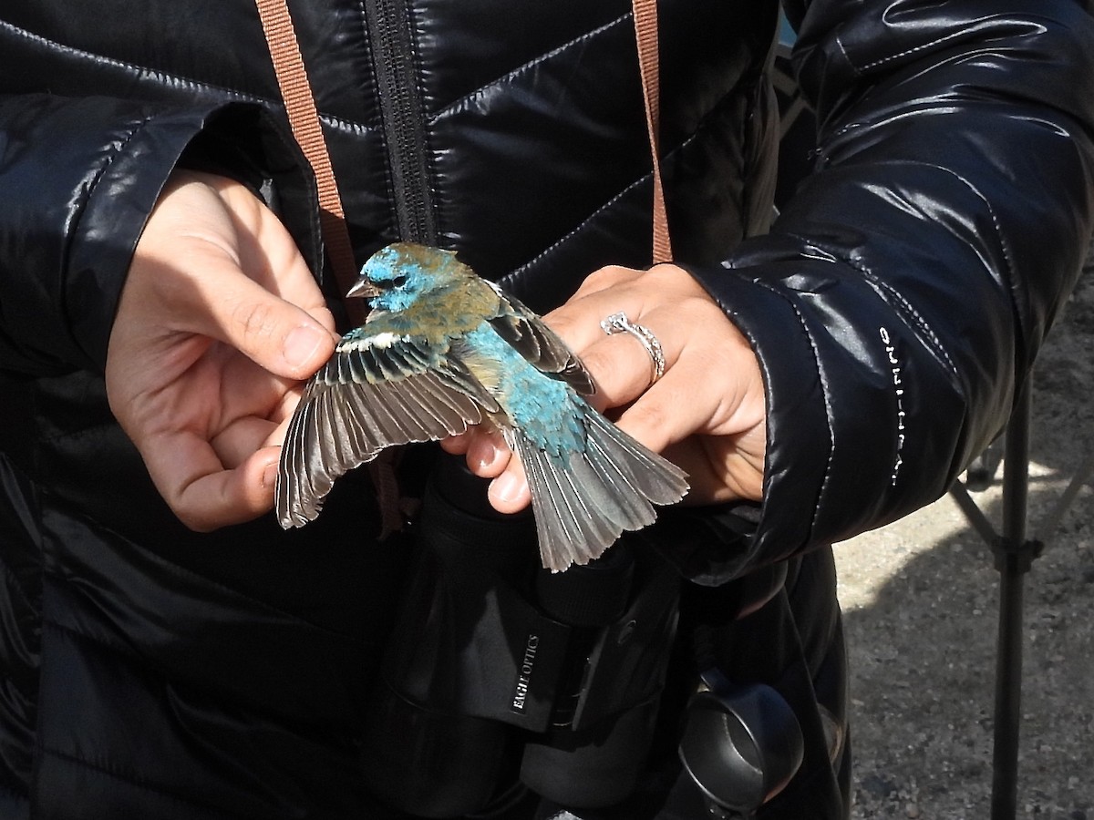 Lazuli Bunting - ML634806935