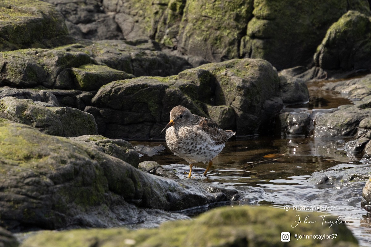 Purple Sandpiper - ML634806977