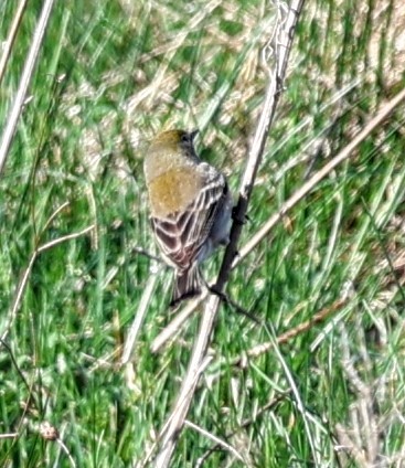 Pine Warbler - ML634807010