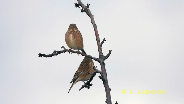 Eurasian Linnet - ML634807040