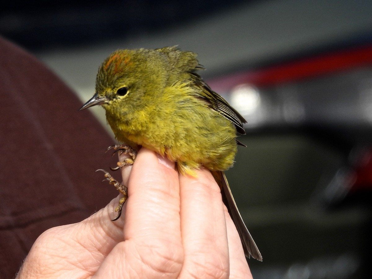 Orange-crowned Warbler - ML634807107