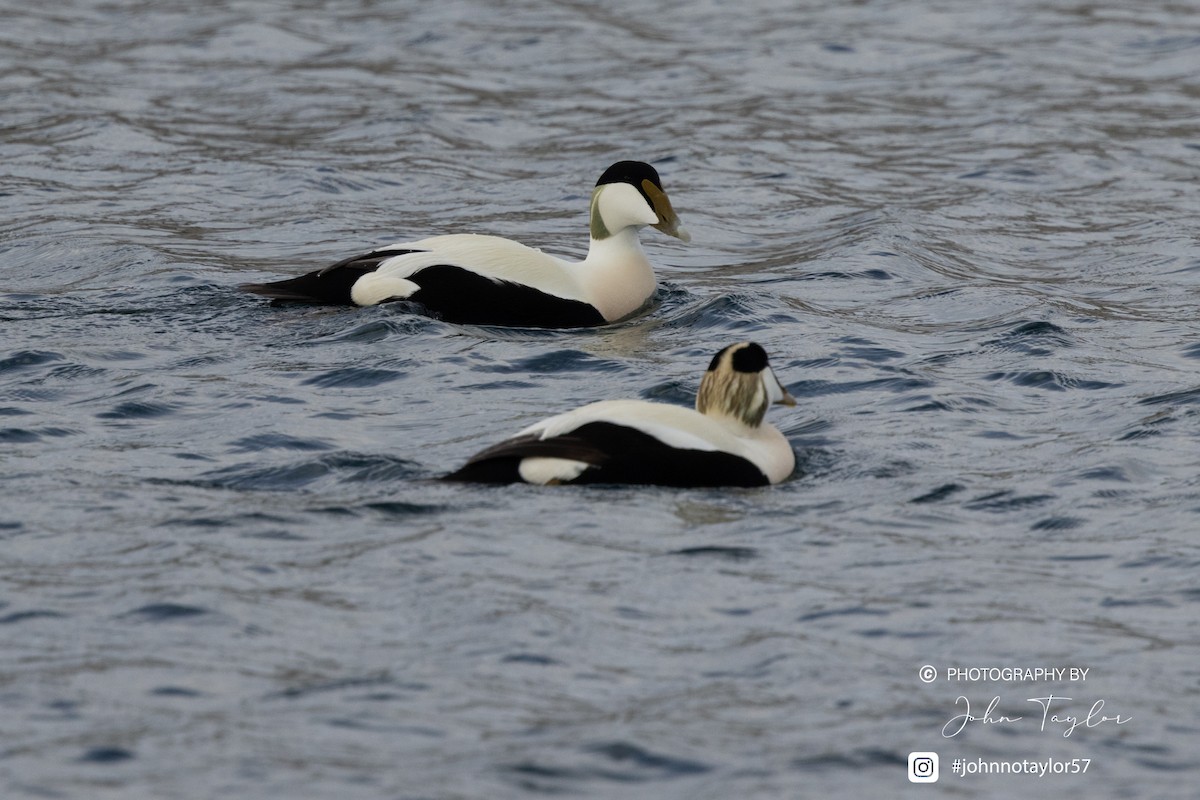 Common Eider - ML634807123