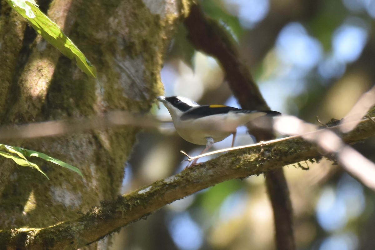 White-browed Shrike-Babbler (Blyth's) - ML634807218