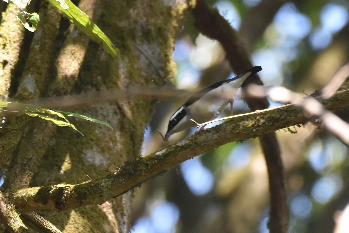 White-browed Shrike-Babbler (Blyth's) - ML634807219