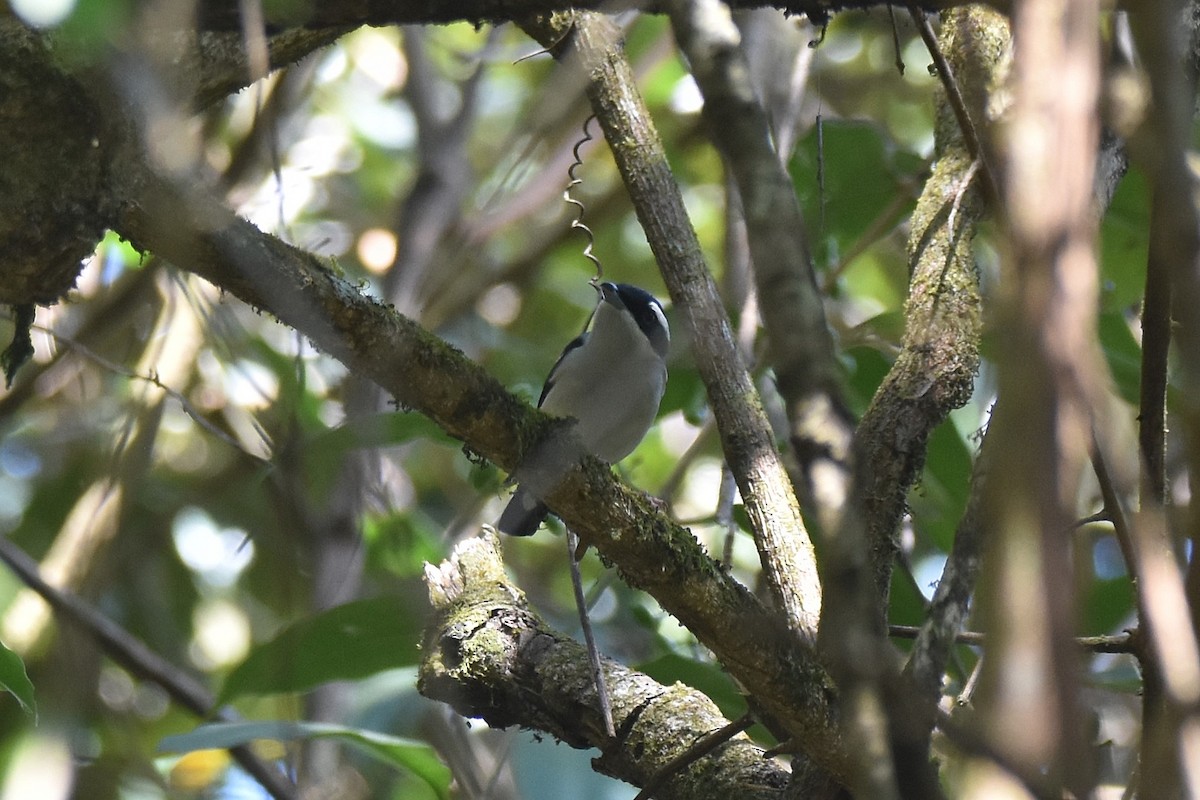White-browed Shrike-Babbler (Blyth's) - ML634807220