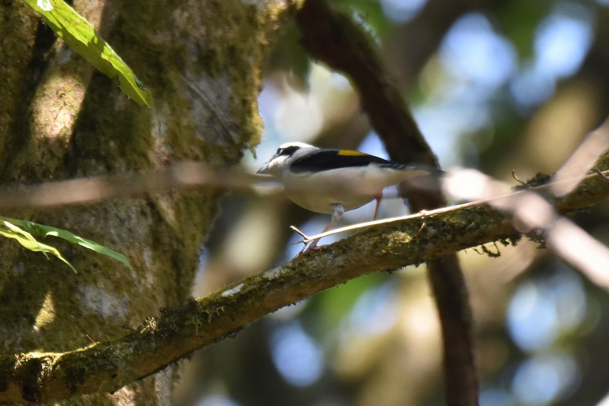 White-browed Shrike-Babbler (Blyth's) - ML634807221