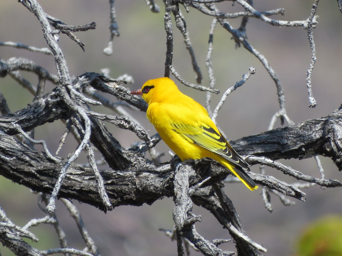 African Golden Oriole - ML634807428