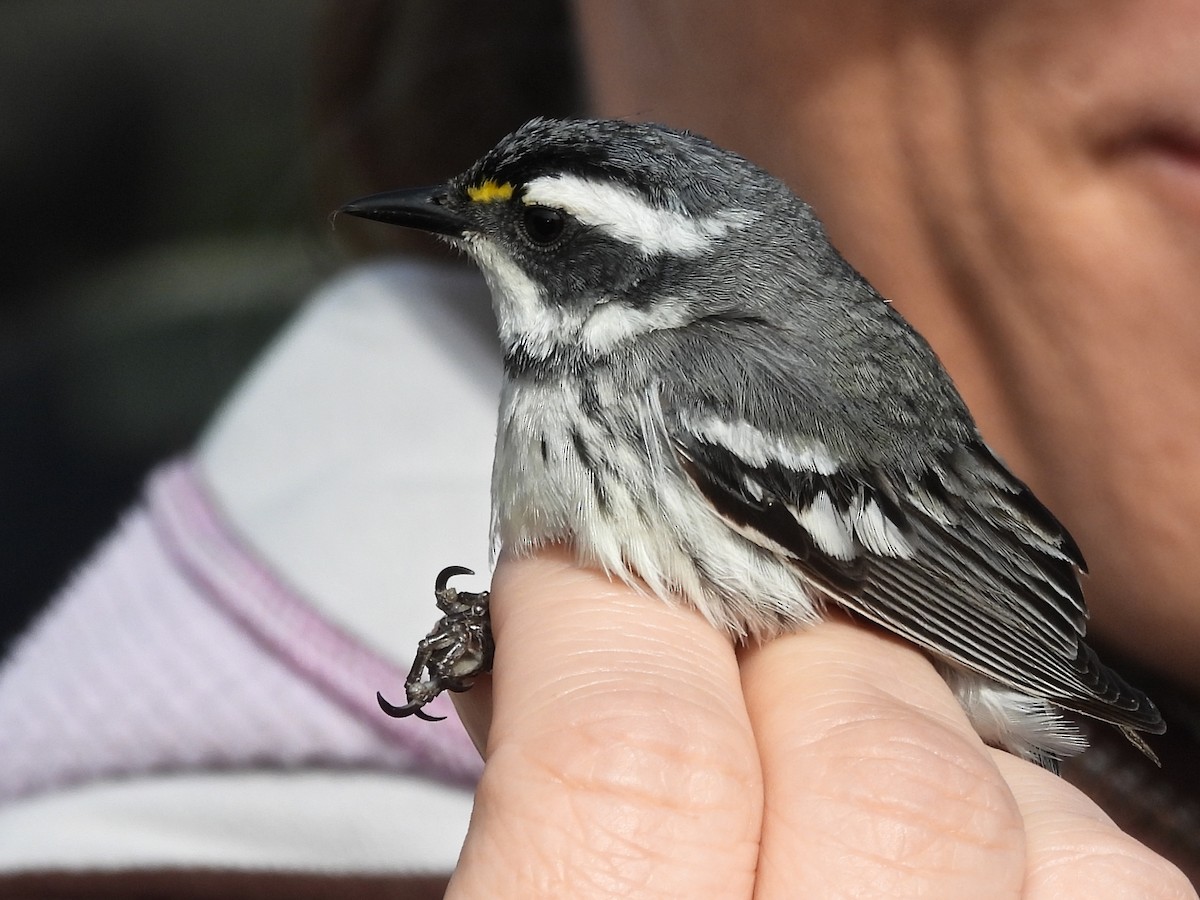 Black-throated Gray Warbler - ML634807488