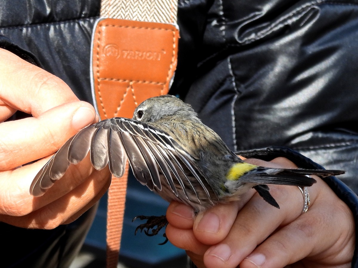 Yellow-rumped Warbler (Audubon's) - ML634807578