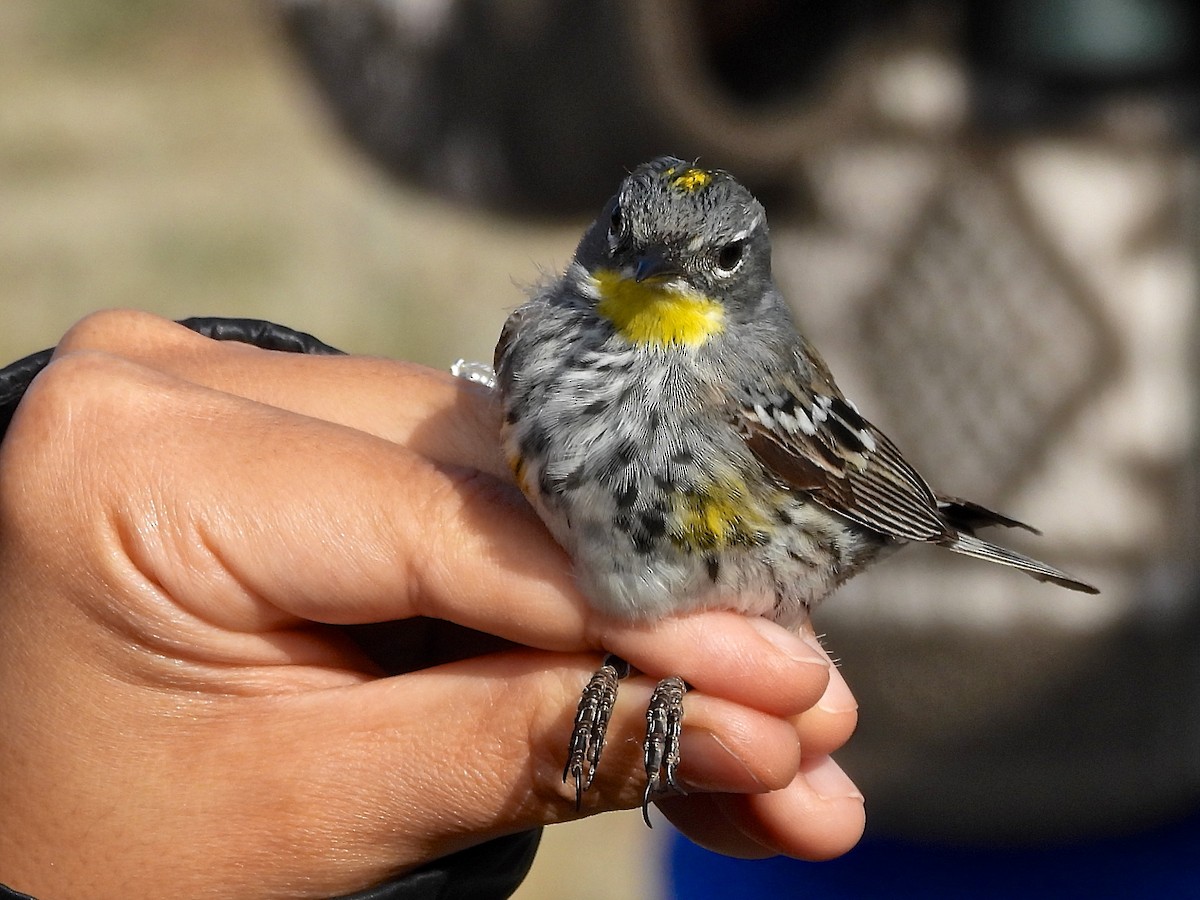Yellow-rumped Warbler (Audubon's) - ML634807579