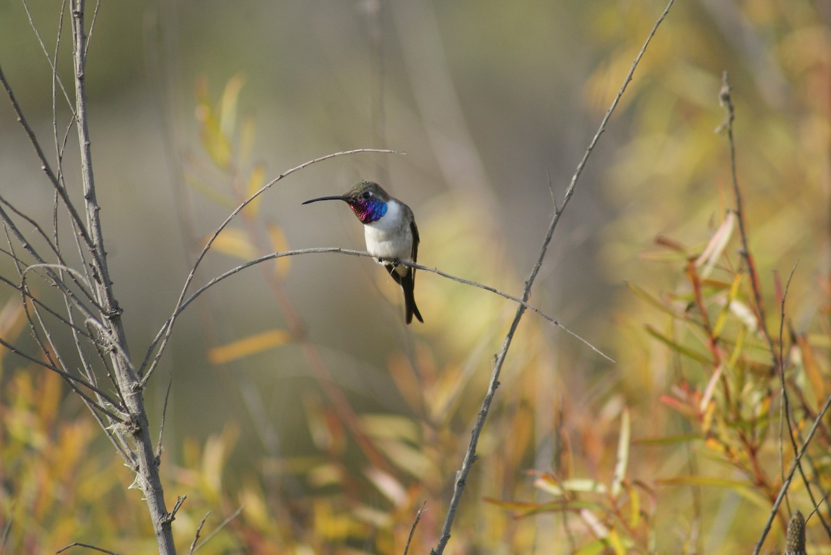 Oasis Hummingbird - ML634807610