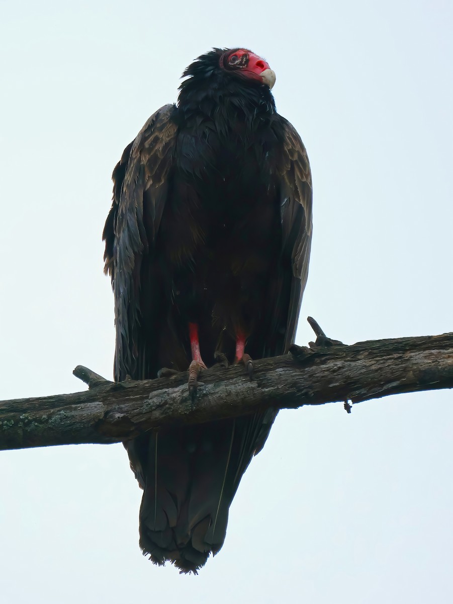 Turkey Vulture - ML634807668