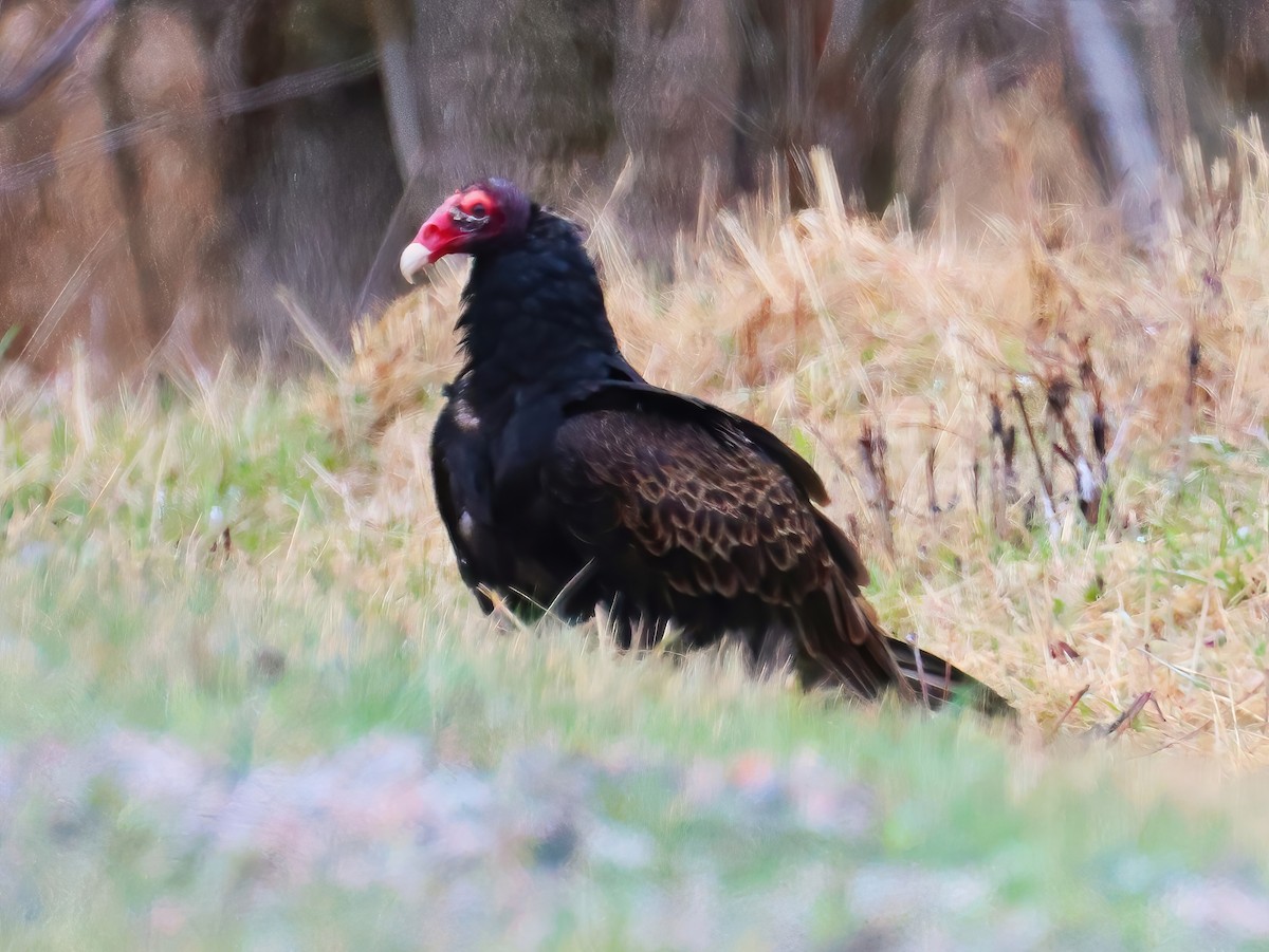 Turkey Vulture - ML634807669