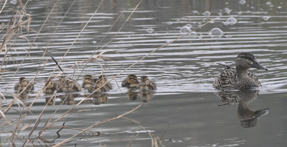 eBird Checklist - 1 May 2025 - Springbrook Nature Center, Itasca - 45 ...