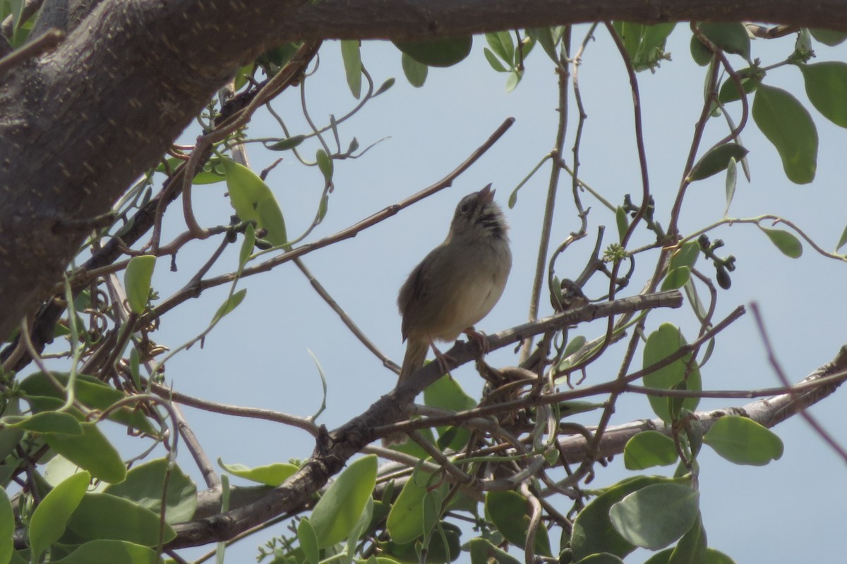 Rufous-crowned Sparrow - ML634807708
