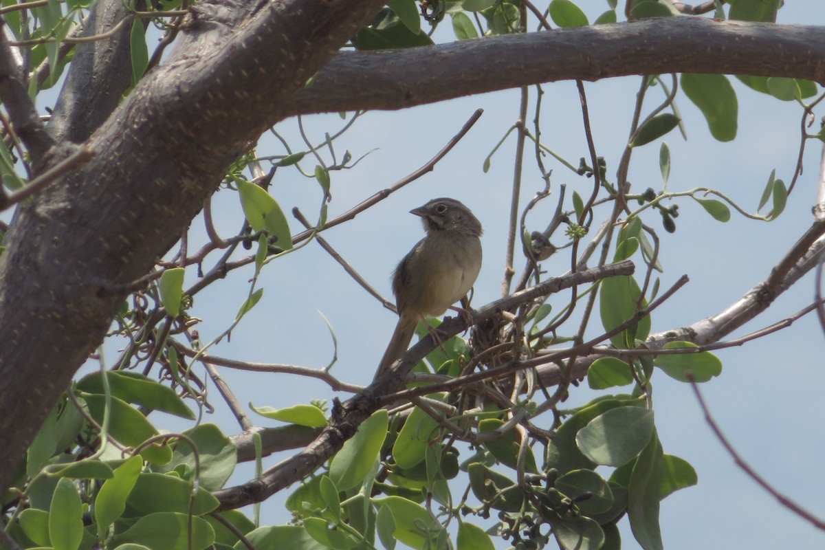 Rufous-crowned Sparrow - ML634807709