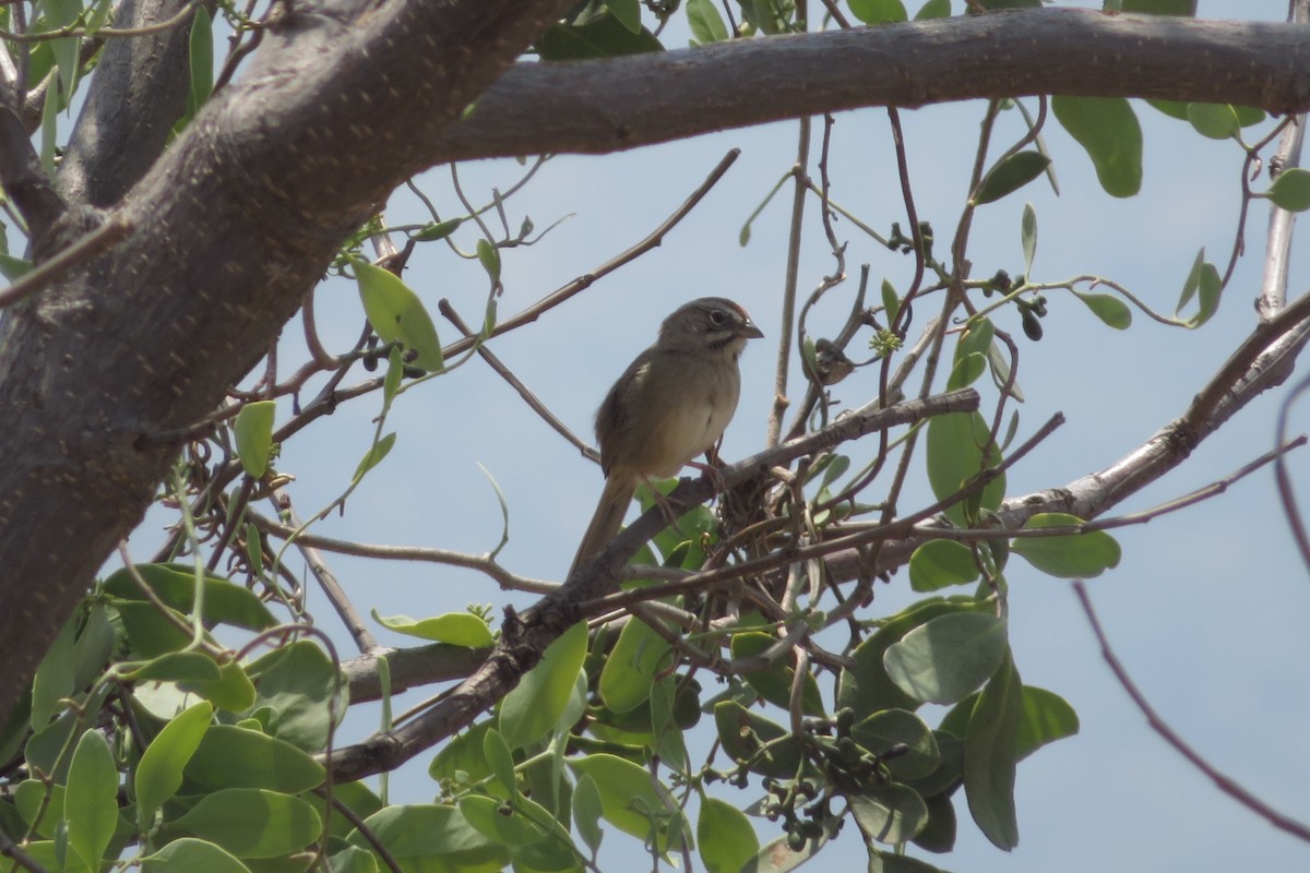 Rufous-crowned Sparrow - ML634807710