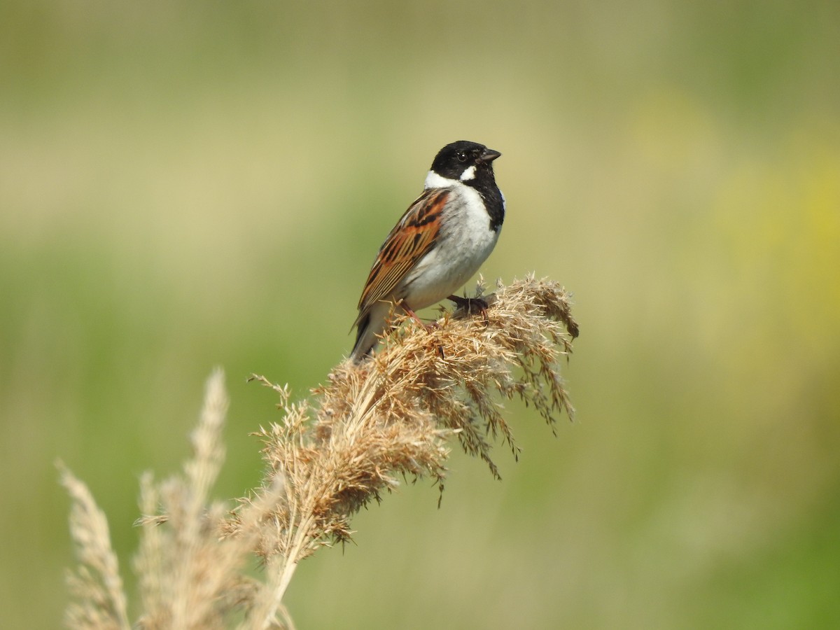 Reed Bunting - ML634807837