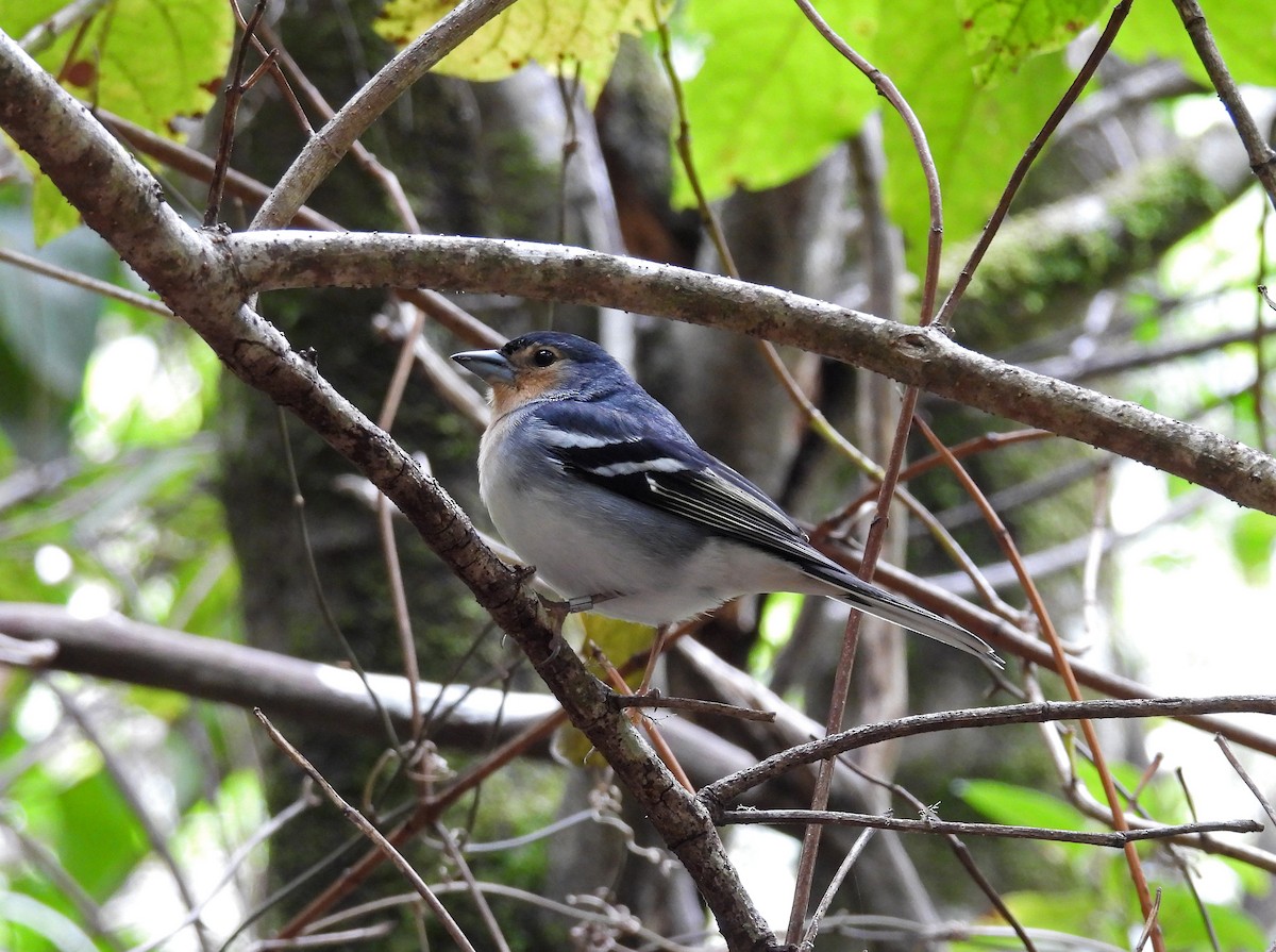 Canary Islands Chaffinch (La Palma) - ML634808045