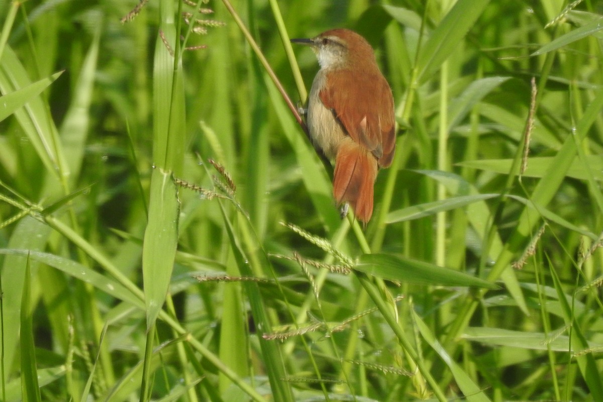 Yellow-chinned Spinetail - ML634808109