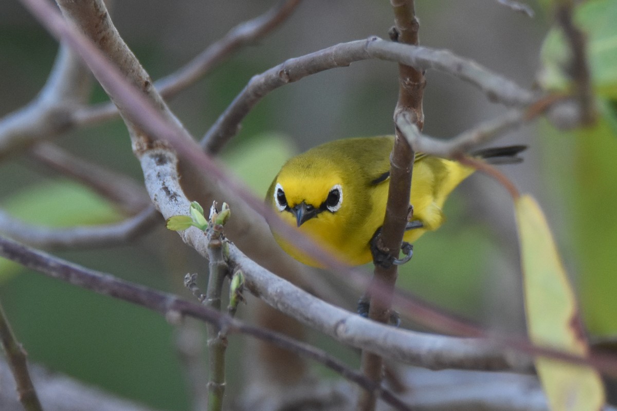 Pemba White-eye - ML634808142