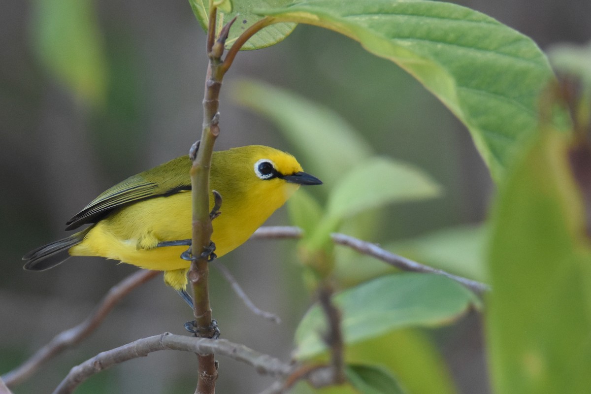 Pemba White-eye - ML634808145