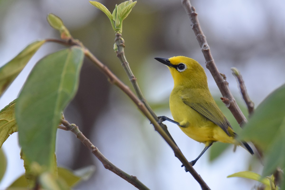 Pemba White-eye - ML634808146