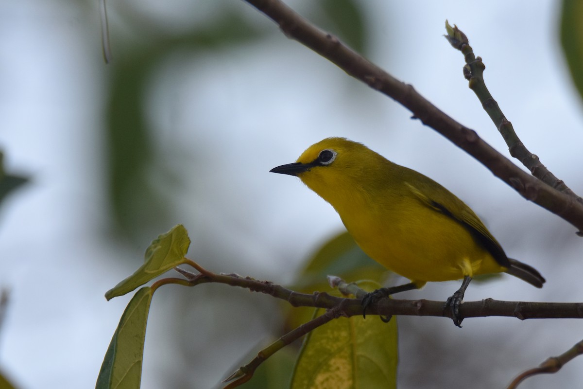 Pemba White-eye - ML634808148