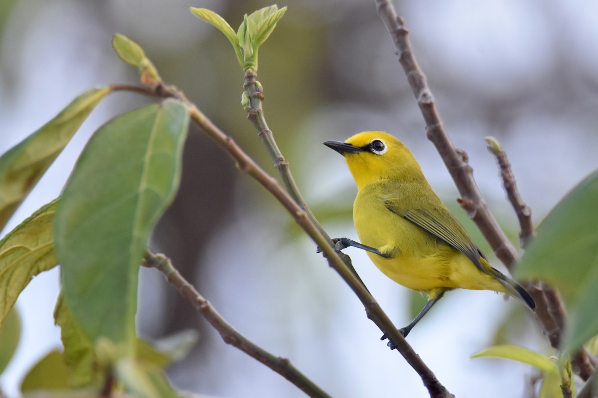 Pemba White-eye - ML634808150