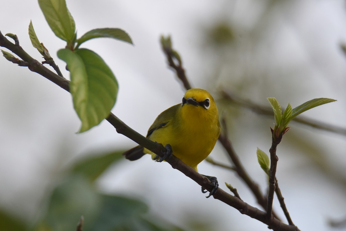 Pemba White-eye - ML634808151