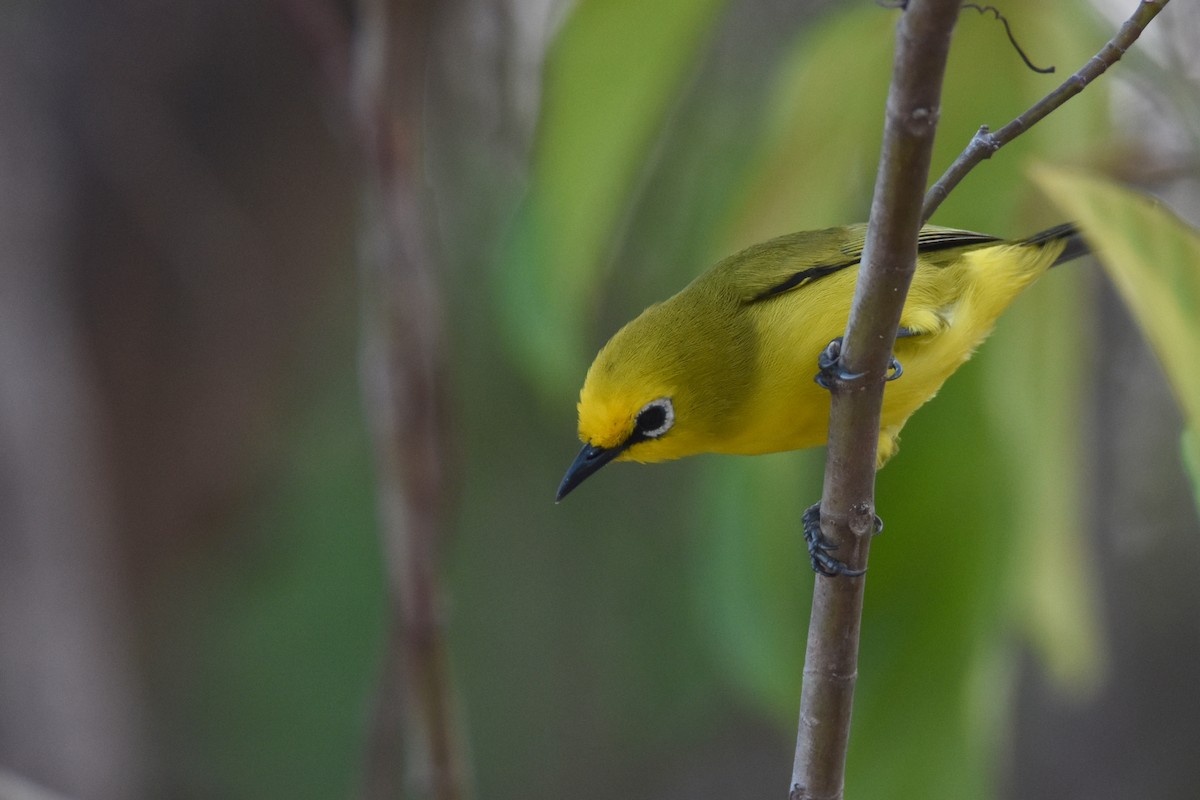 Pemba White-eye - ML634808156