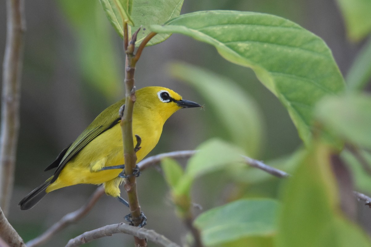 Pemba White-eye - ML634808157