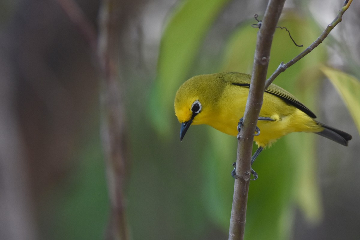 Pemba White-eye - ML634808158