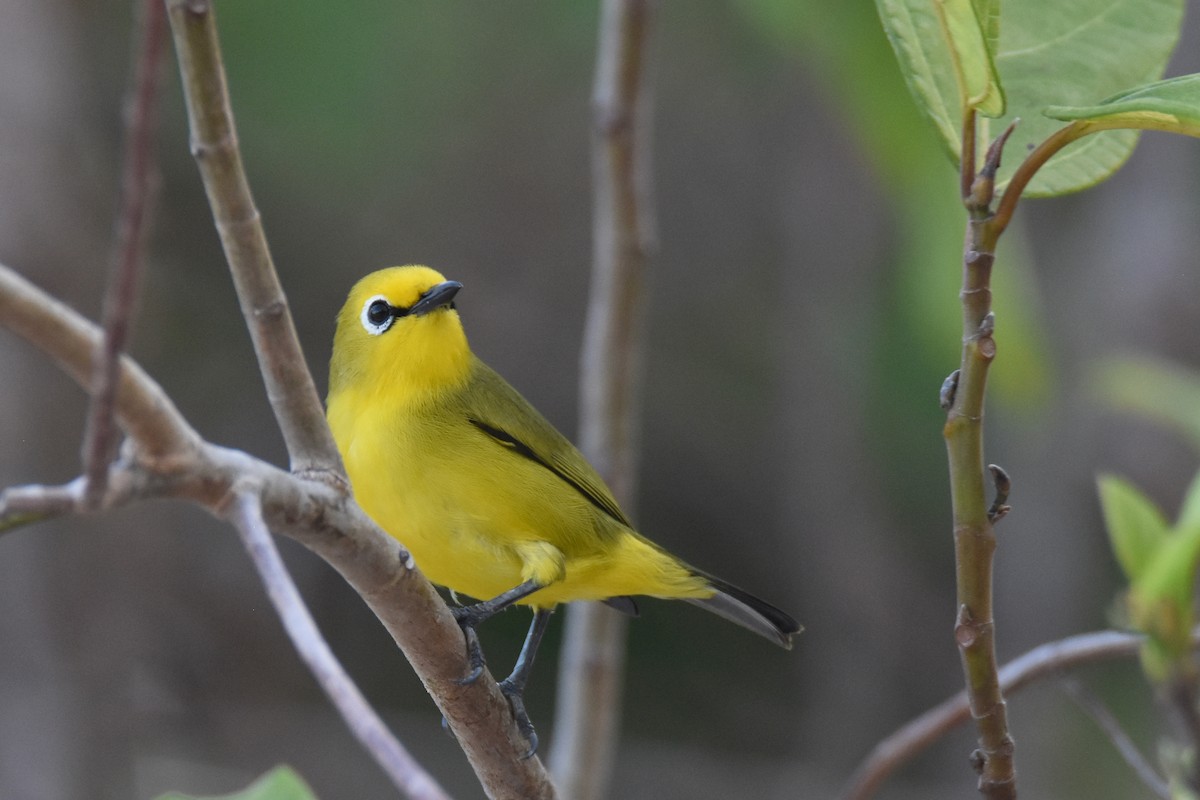 Pemba White-eye - ML634808159