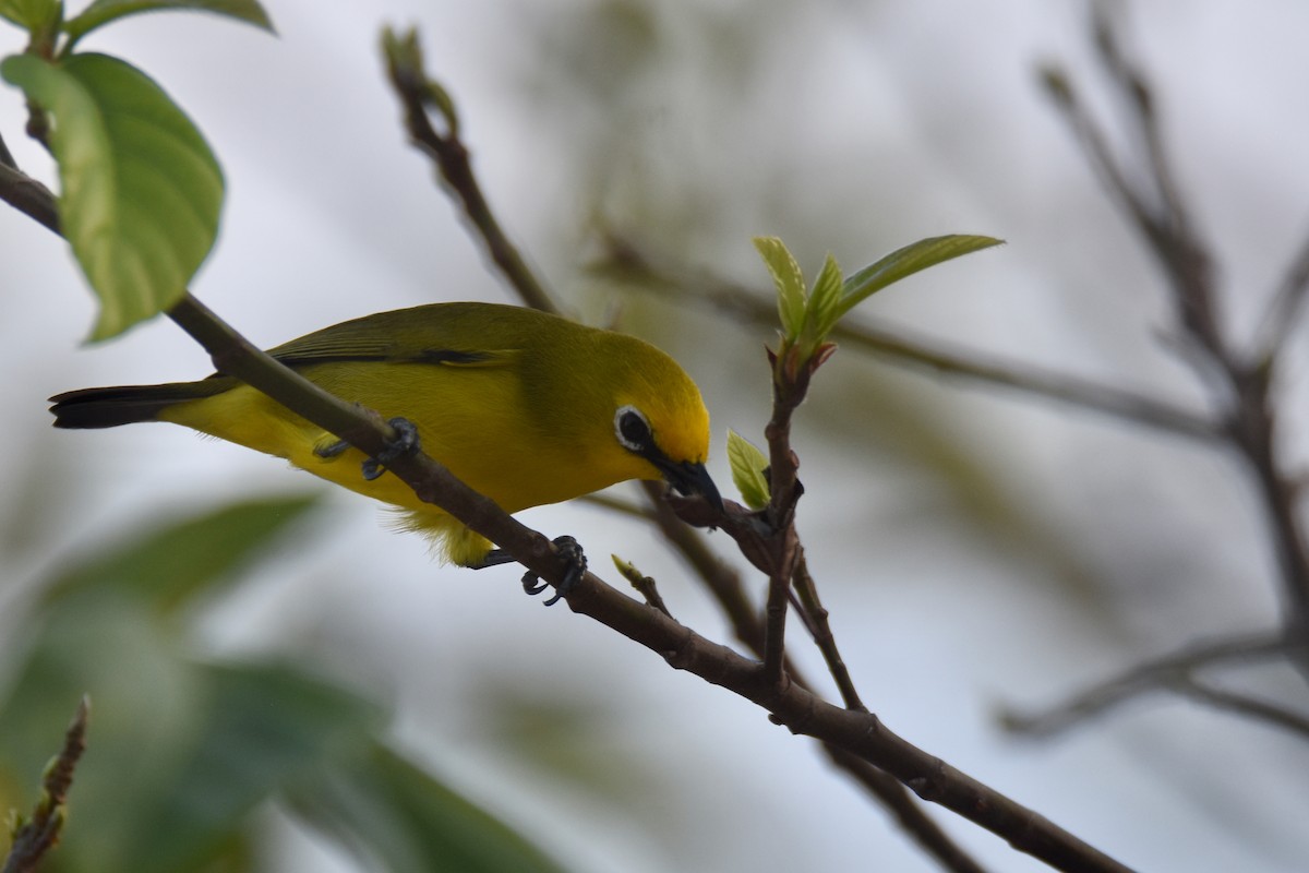 Pemba White-eye - ML634808160