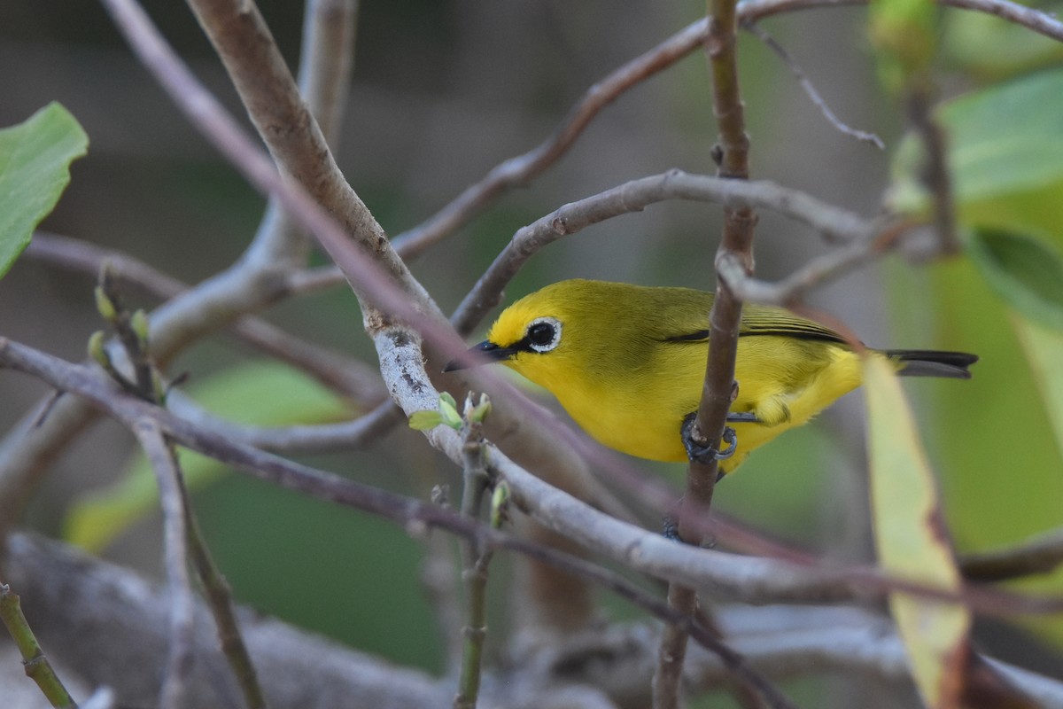 Pemba White-eye - ML634808161