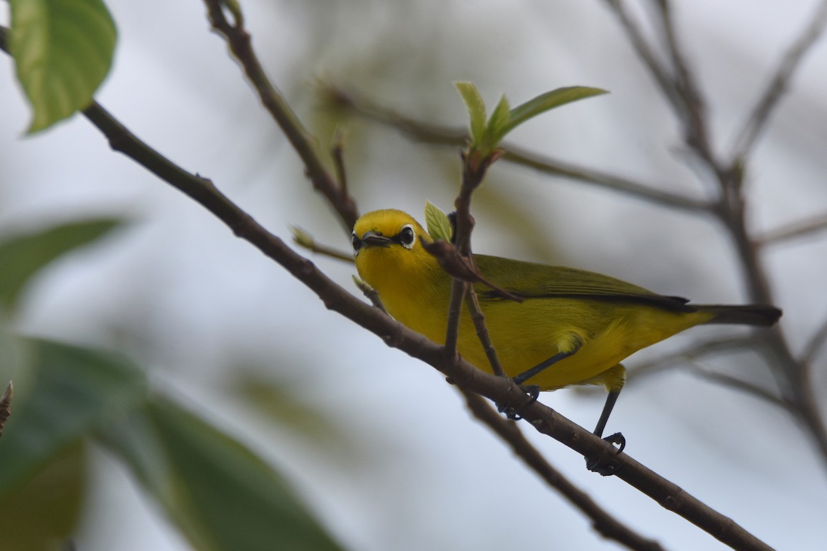 Pemba White-eye - ML634808162