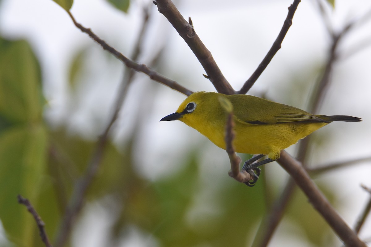 Pemba White-eye - ML634808164