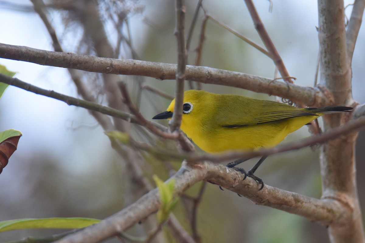Pemba White-eye - ML634808167