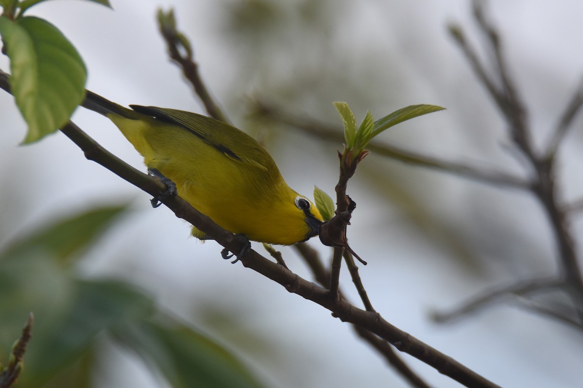 Pemba White-eye - ML634808168