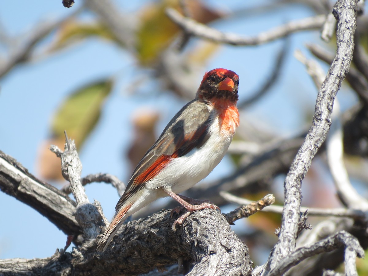 Red-headed Weaver - ML634808277