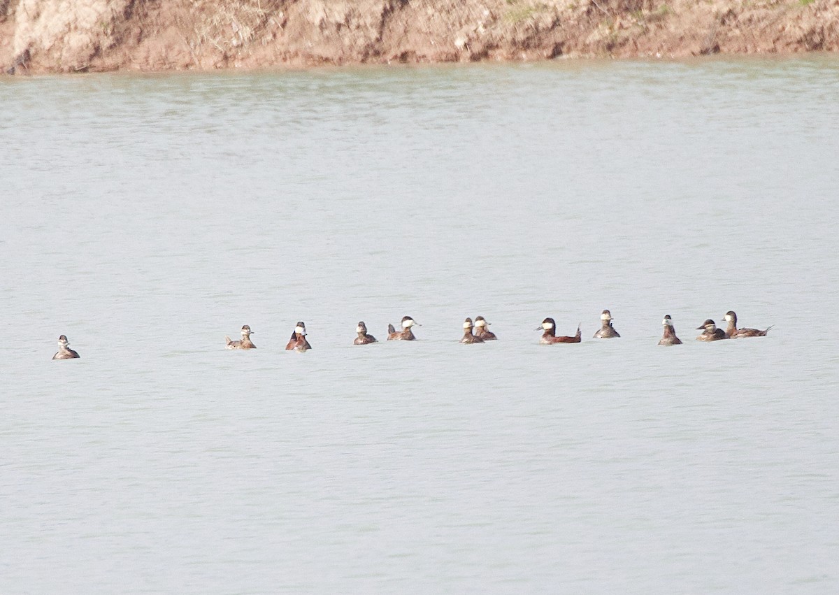 Ruddy Duck - ML634808278