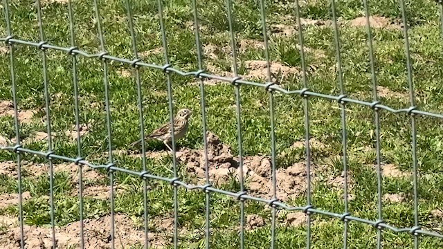 Vesper Sparrow - ML634808438