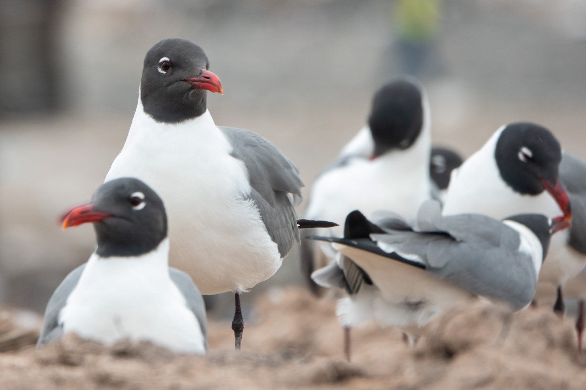 Laughing Gull - ML634808444