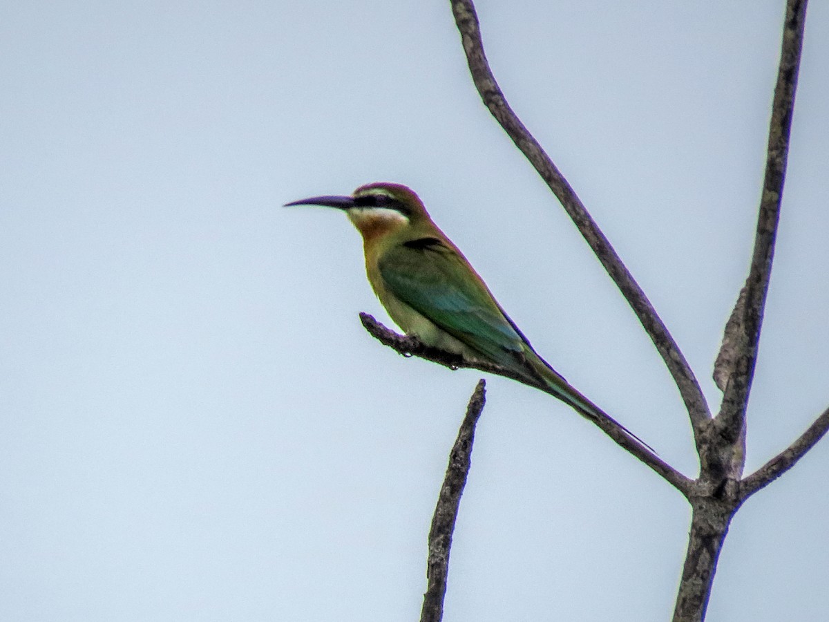 Olive Bee-eater - ML634808504